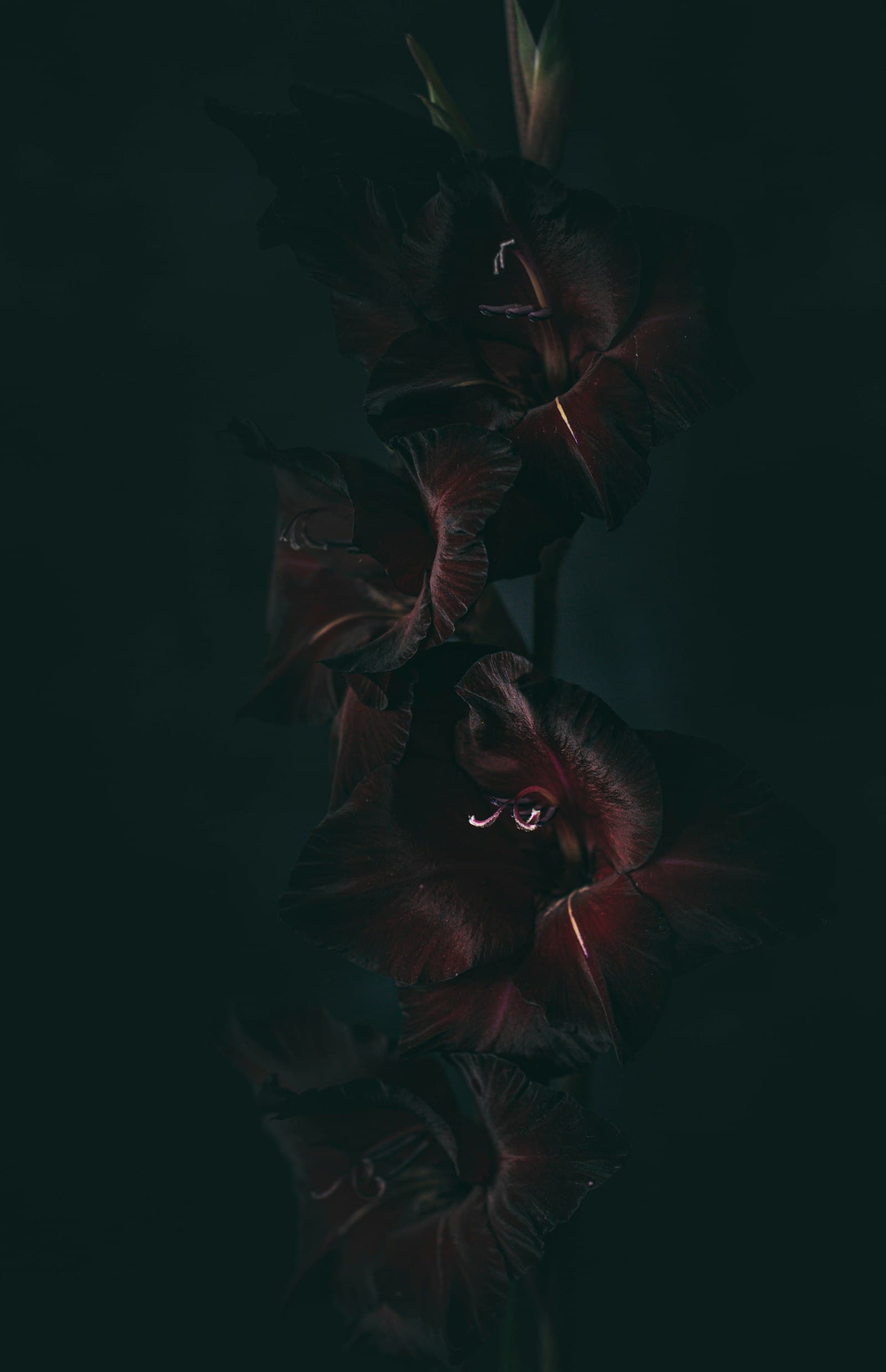 Preview of a Bordeaux Nuit wedding website