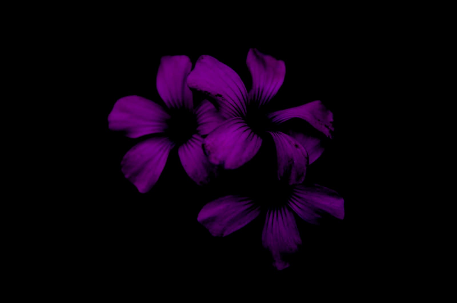 Preview of a Plum Dusk wedding website